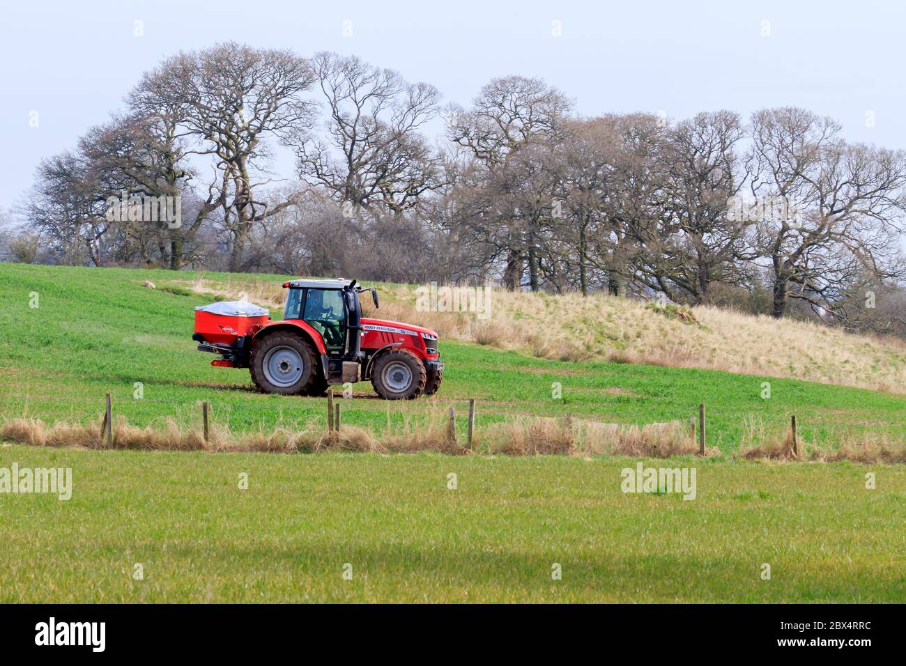 Hoddom, Schottland - 23. März 2020 : Massey Ferguson Traktor mit Streuer Dünger auf eine Frühjahrsfarm eine Weide ausstreuen Stockfoto