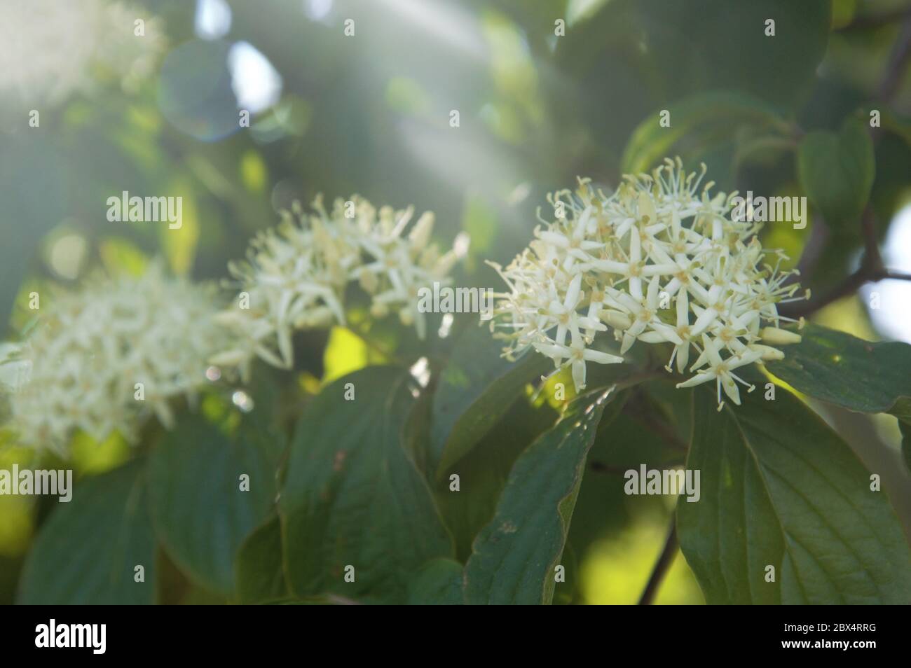Weiße Blüten der Hundebaumpflanze, die im Frühjahr in einer Kleinanlage in Nijmegen, Niederlande, blüht Stockfoto