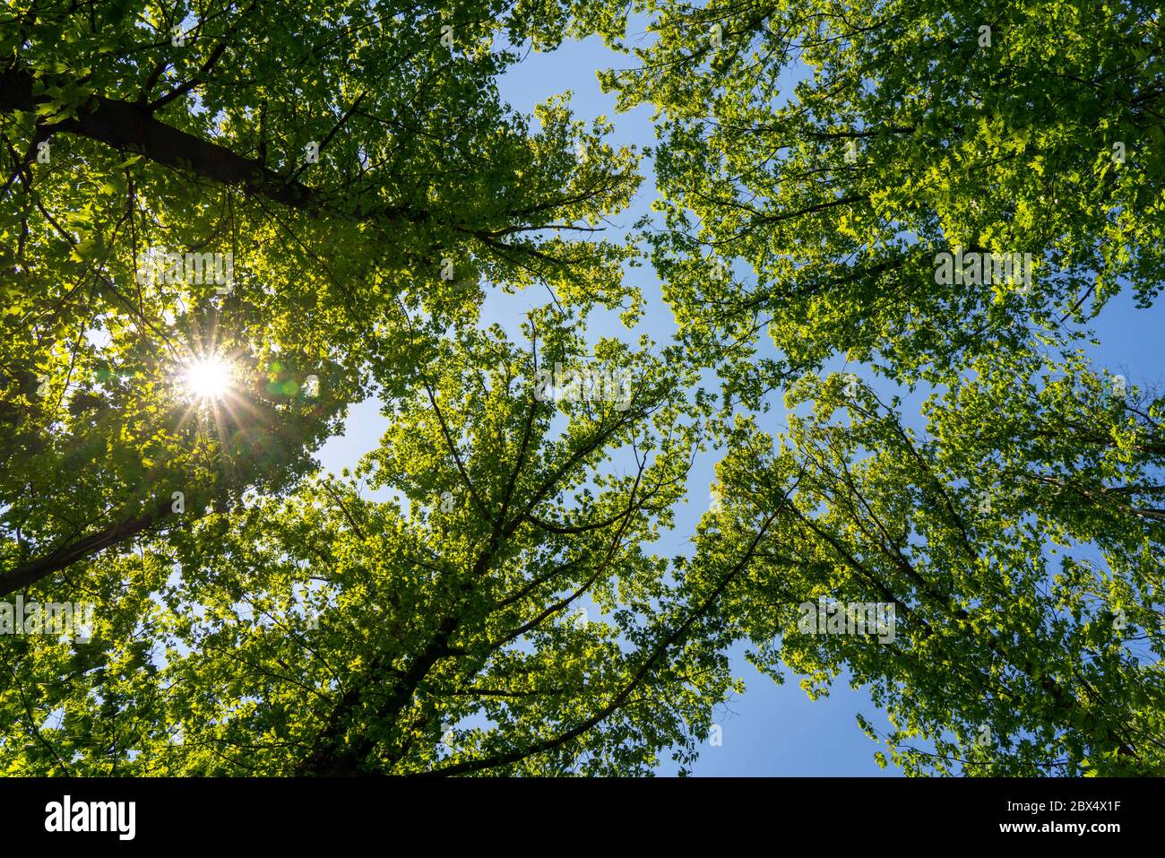 Sonne scheint durch das Laubdach von Laubbäumen, Essen, Ruhrgebiet, NRW, Deutschland Stockfoto