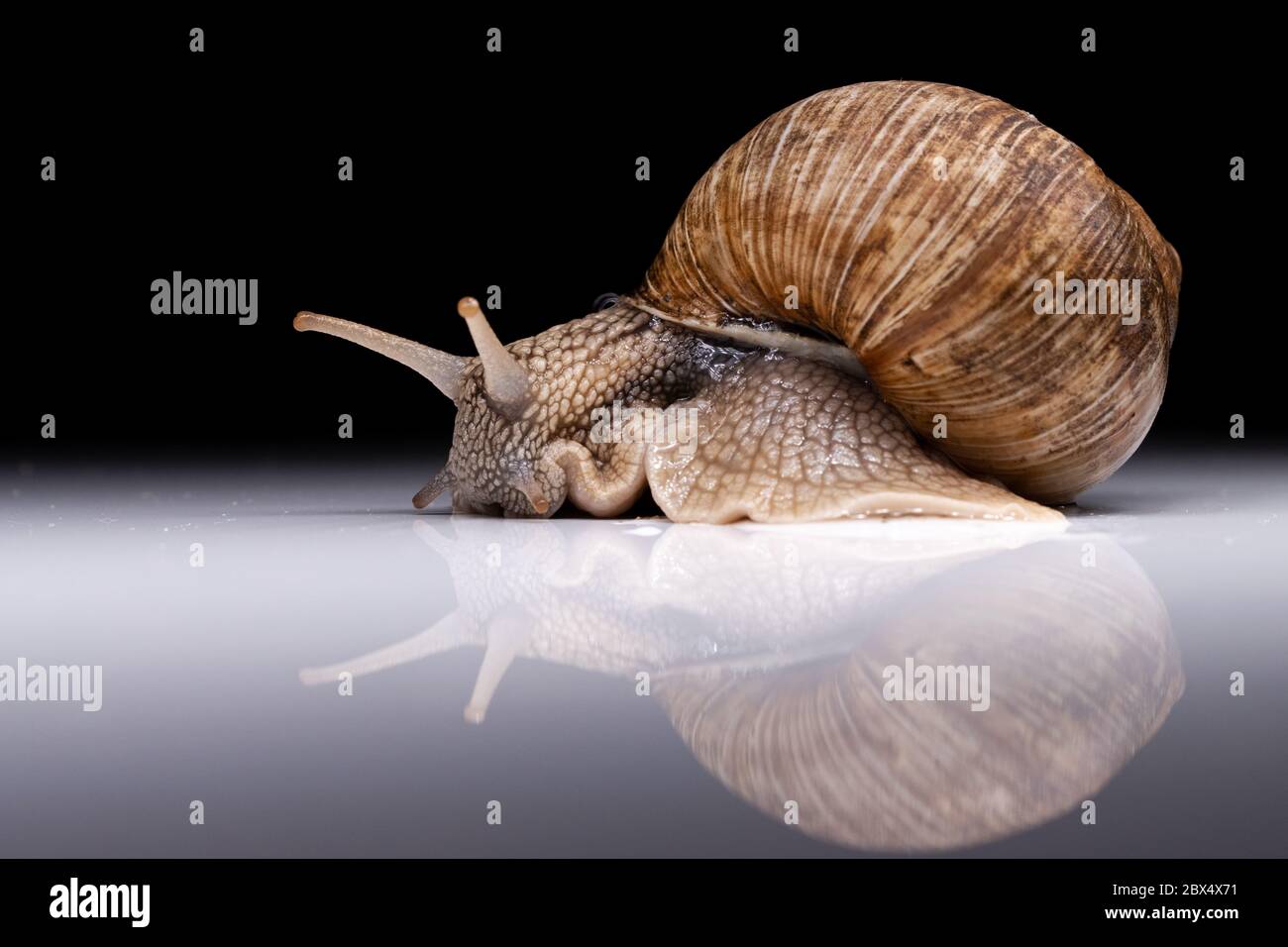 Traubenschnecke mit Spiegelung auf dunklem Hintergrund Stockfoto