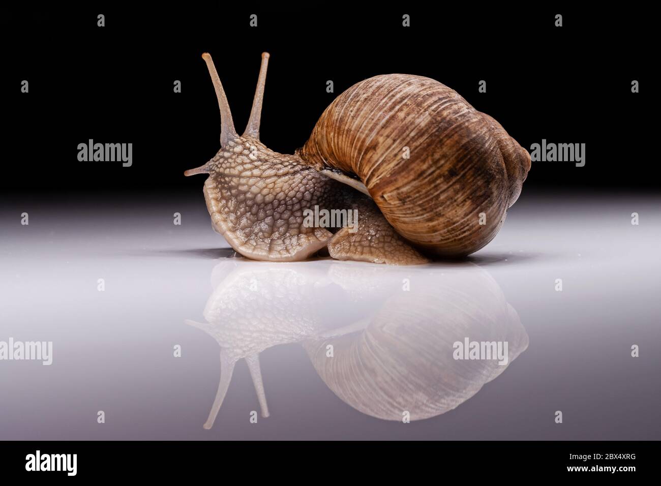 Schnecke mit Spiegelung auf schwarzem Hintergrund Stockfoto