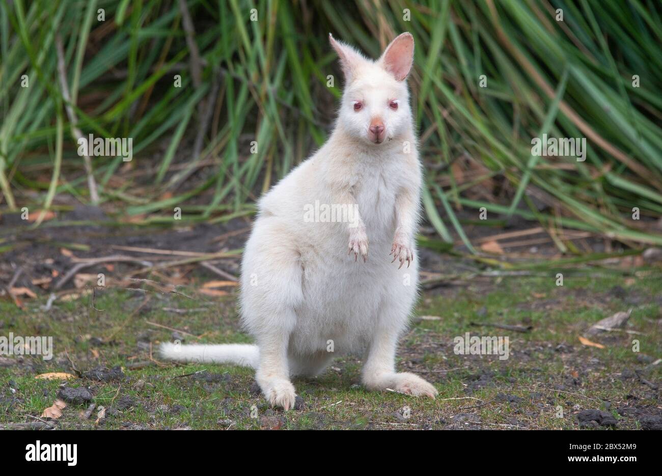 Bennett's Albino Wallaby eine seltene genetische Mutation Brune Island Tasmanien Australien Stockfoto