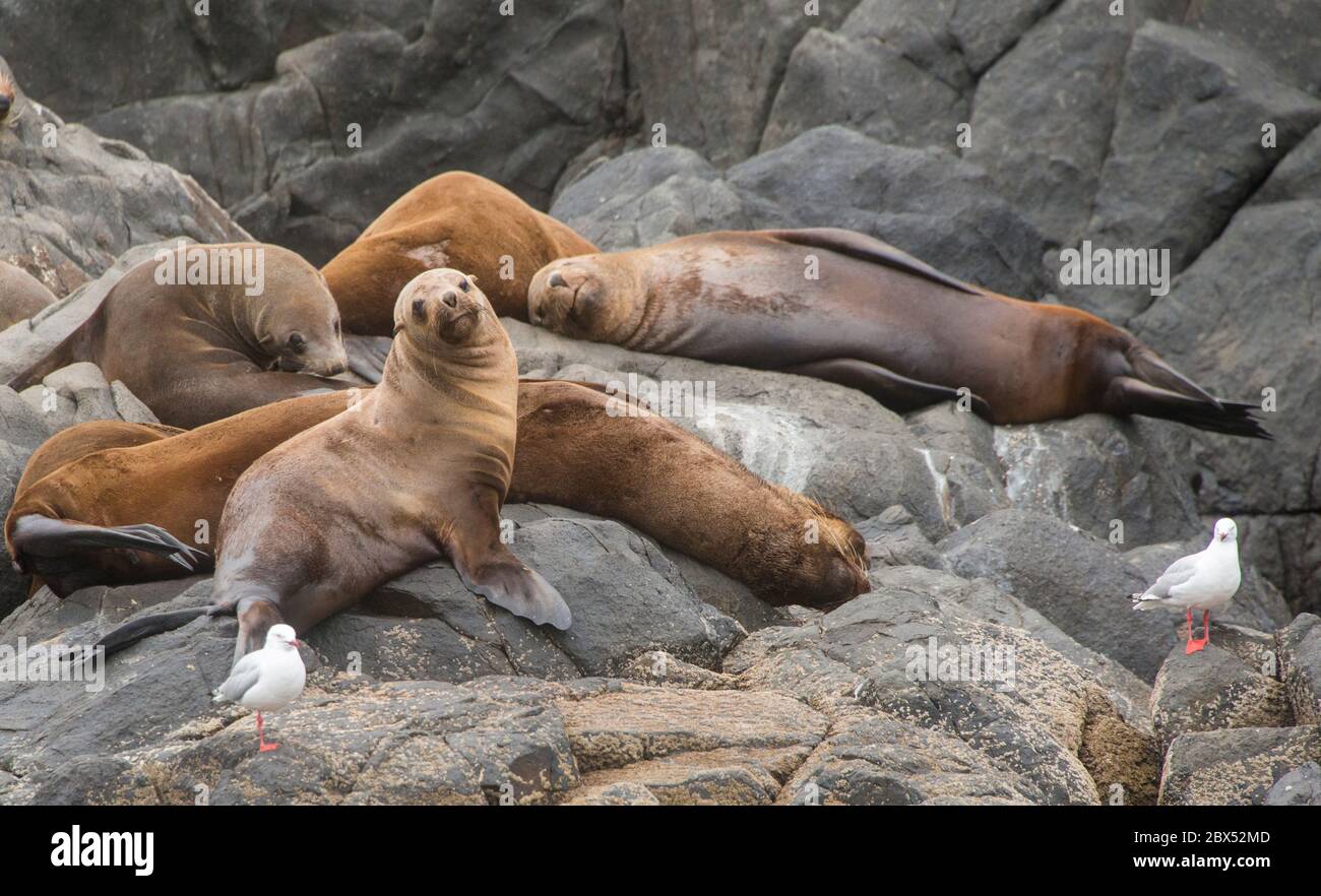 Australische Pelz besiegelt Kolonie die Friars Bruny Island Tasmanien Australien Stockfoto