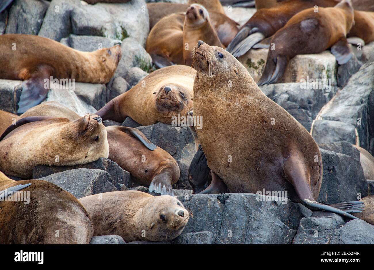 Australische Pelz besiegelt Kolonie die Friars Bruny Island Tasmanien Australien Stockfoto
