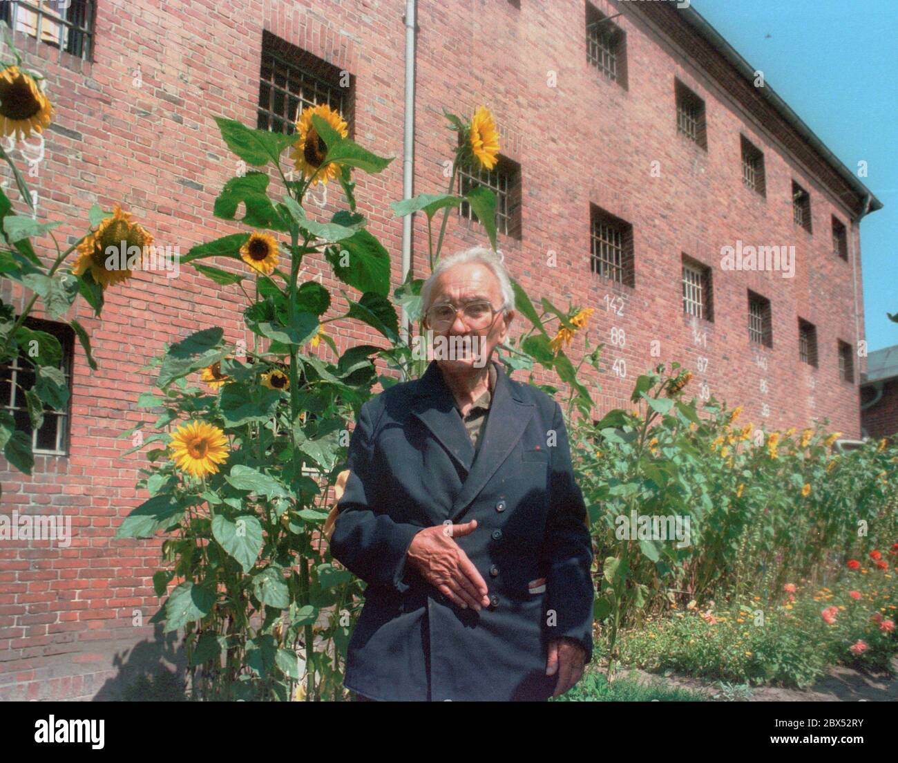 Brandenburg / DDR / Justiz / 1990 Gefängnis Brandenburg an der Havel. Zellflügel für die lange verurteilte. Das Gefängnis war ein sozialistisches Relikt, weil Erich Honnecker dort während der Nazizeit inhaftiert war. Das hinderte den Staat nicht daran, das Gefängnis als normales Gefängnis zu führen. Ein Lifer im Alter. Er hat ein Bett mit Sonnenblumen gepflanzt. // Gefängnis / Sozialismus [automatisierte Übersetzung] Stockfoto