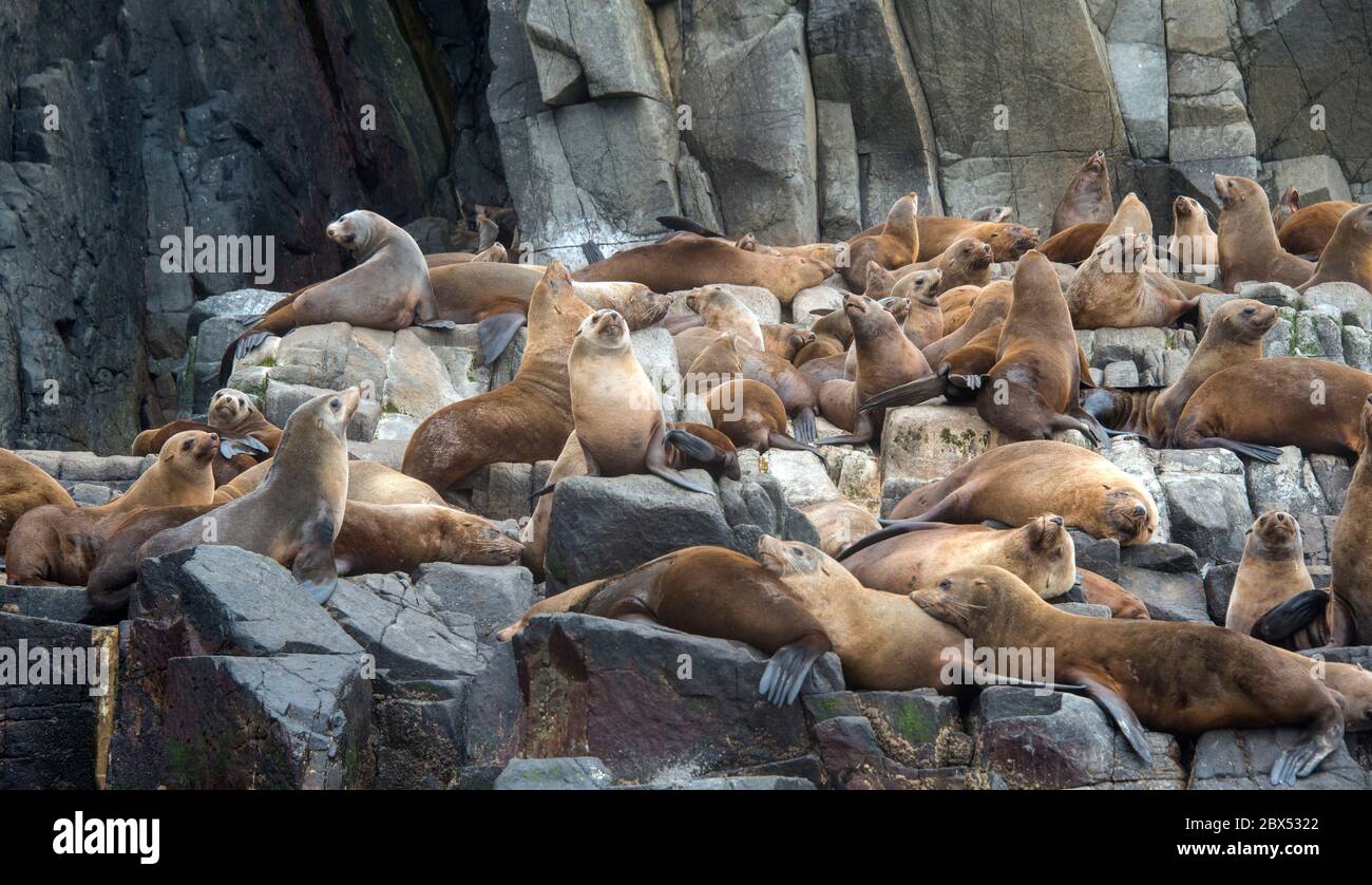 Australische Pelz besiegelt Kolonie die Friars Bruny Island Tasmanien Australien Stockfoto