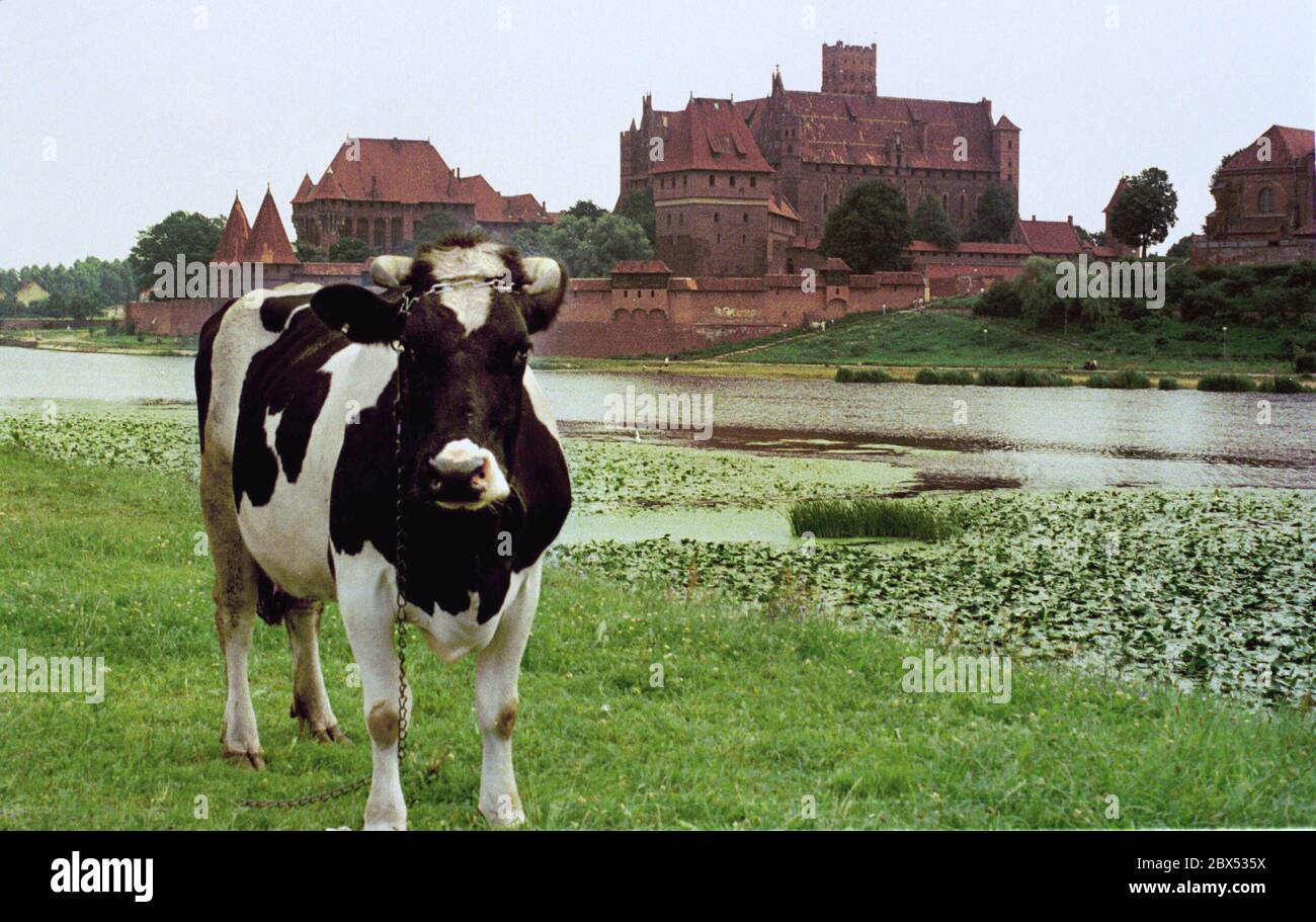Polen-PL / Osteuropa / Geschichte-Mittelalter 7/88 die Marienburg, ehemaliger Sitz des Deutschen Ritterordens am Nogat. Ab 1309 war die Burg Sitz des Ordens der Deutschen Ritter, der von Venedig hierher gezogen ist. Von dieser Basis aus wurden die Pruzzen im Norden unterworfen und eine Vielzahl anderer Kriege geführt. Der Niedergang der Ordnung begann 1410 mit einer Niederlage gegen Polen und Litauen. Schließlich mussten die geistlichen Ritter die Burg an Soeldner verpfänden, der sie an den polnischen König verkaufte. Der Orden zog nach Königsberg. Nach Zerfall im 18. Jahrhundert und Zerstörung in Stockfoto
