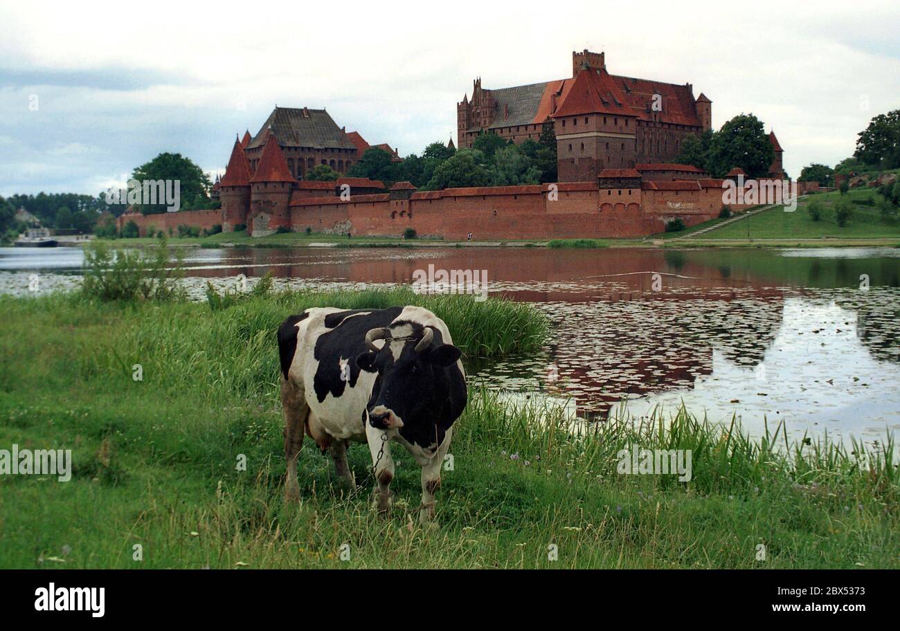 Polen-PL / Osteuropa / Geschichte-Mittelalter 7/88 die Marienburg, ehemaliger Sitz des Deutschen Ritterordens am Nogat. Ab 1309 war die Burg Sitz des Ordens der Deutschen Ritter, der von Venedig hierher gezogen ist. Von dieser Basis aus wurden die Pruzzen im Norden unterworfen und eine Vielzahl anderer Kriege geführt. Der Niedergang der Ordnung begann 1410 mit einer Niederlage gegen Polen und Litauen. Schließlich mussten die geistlichen Ritter die Burg an Soeldner verpfänden, der sie an den polnischen König verkaufte. Der Orden zog nach Königsberg. Nach Zerfall im 18. Jahrhundert und Zerstörung in Stockfoto