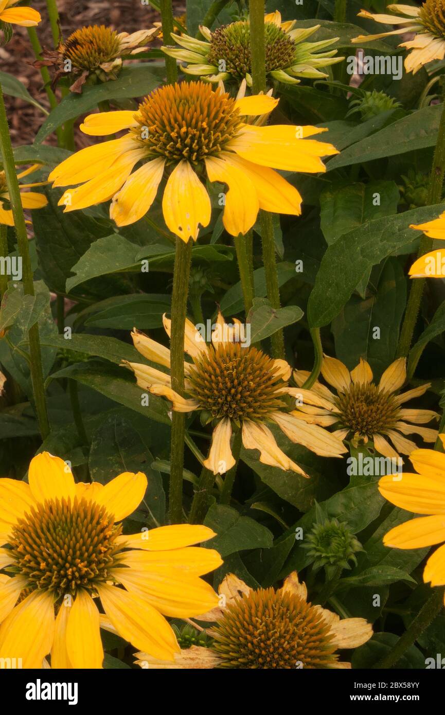 Sydney Australien, blühende Echinacea Hybrid genannt Sombrero Lemon Yellow Stockfoto