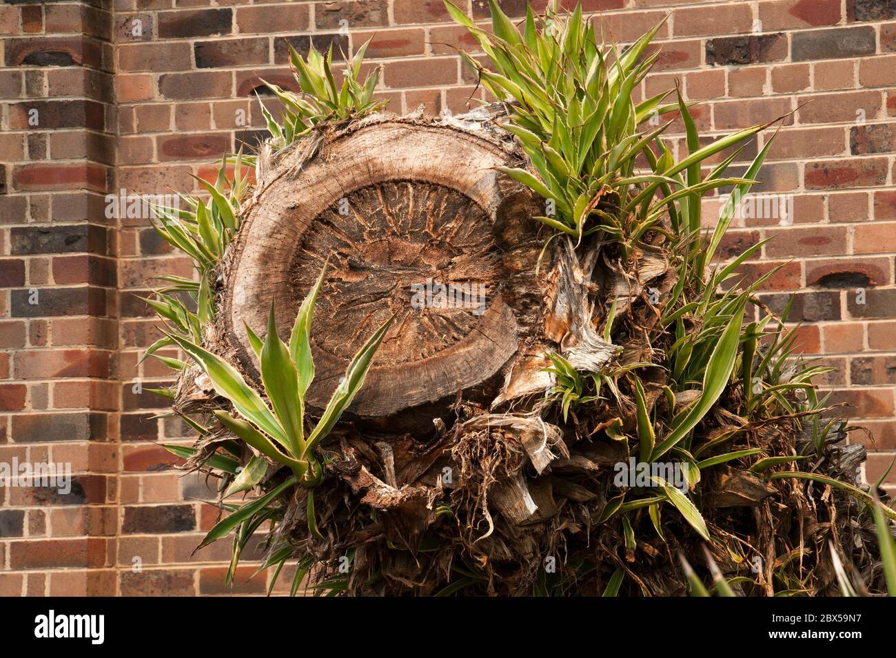 Sydney Australien, Pflanzen, die auf einem gefällten Baumstamm im Garten besiedeln Stockfoto