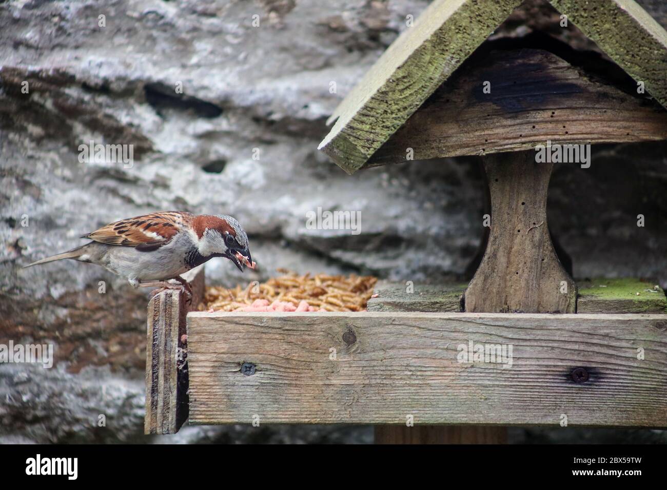 Ein Spatz isst etwas rosa Suet von einem rustikalen Vogeltisch mit fetten und getrockneten Würmern in einem Vorstadtgarten Stockfoto