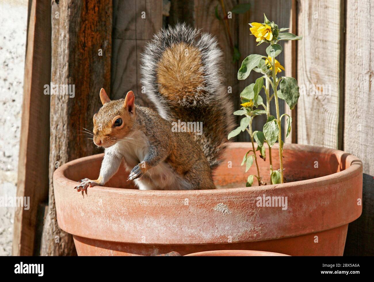 Ein Garten Graue Eichhörnchen kommt zu füttern Stockfoto