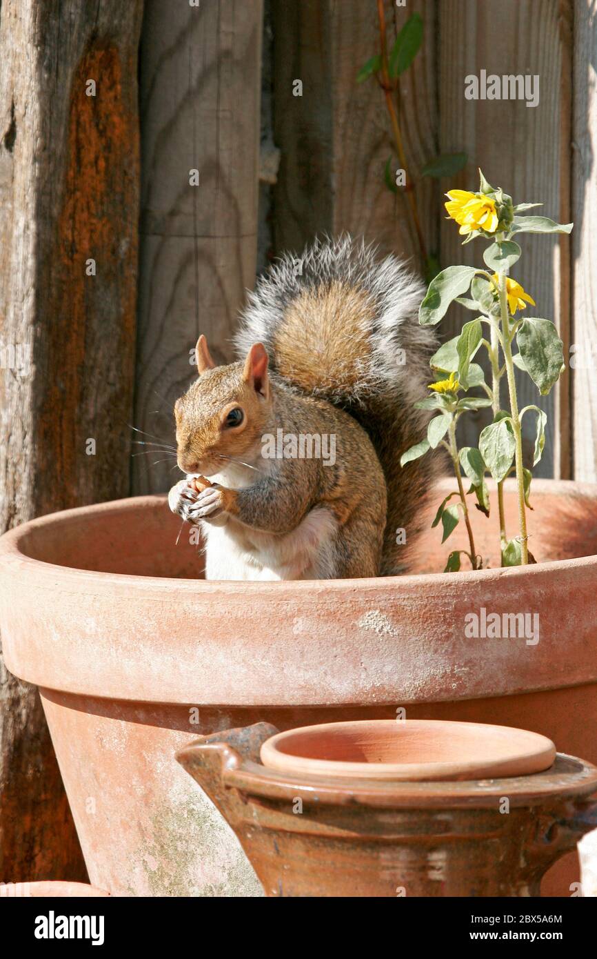 Ein Garten Graue Eichhörnchen kommt zu füttern Stockfoto