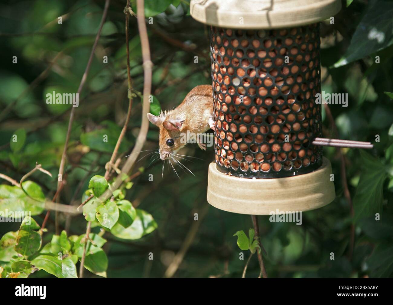 Eine Holzmaus, die sich an einem Vogelfutterhäuschen füttert Stockfoto
