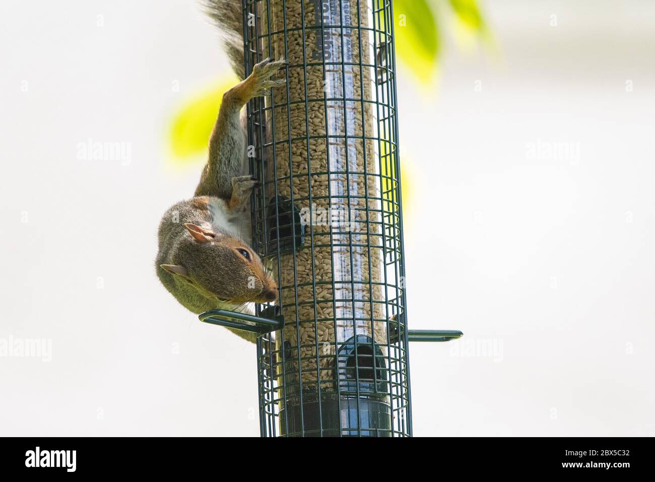 Eichhörnchen sicher Futterautomat - Eichhörnchen Buster Classic - verhindern, dass Eichhörnchen Zugriff auf Sonnenblumenkerne wie Eichhörnchen Gewicht zieht Netz über Fütterungsanschluss Stockfoto