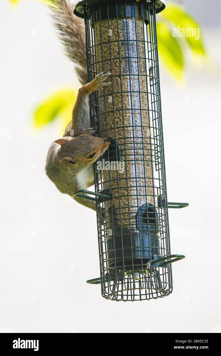 Netz Vogelhäuschen Stockfotos und -bilder Kaufen - Alamy