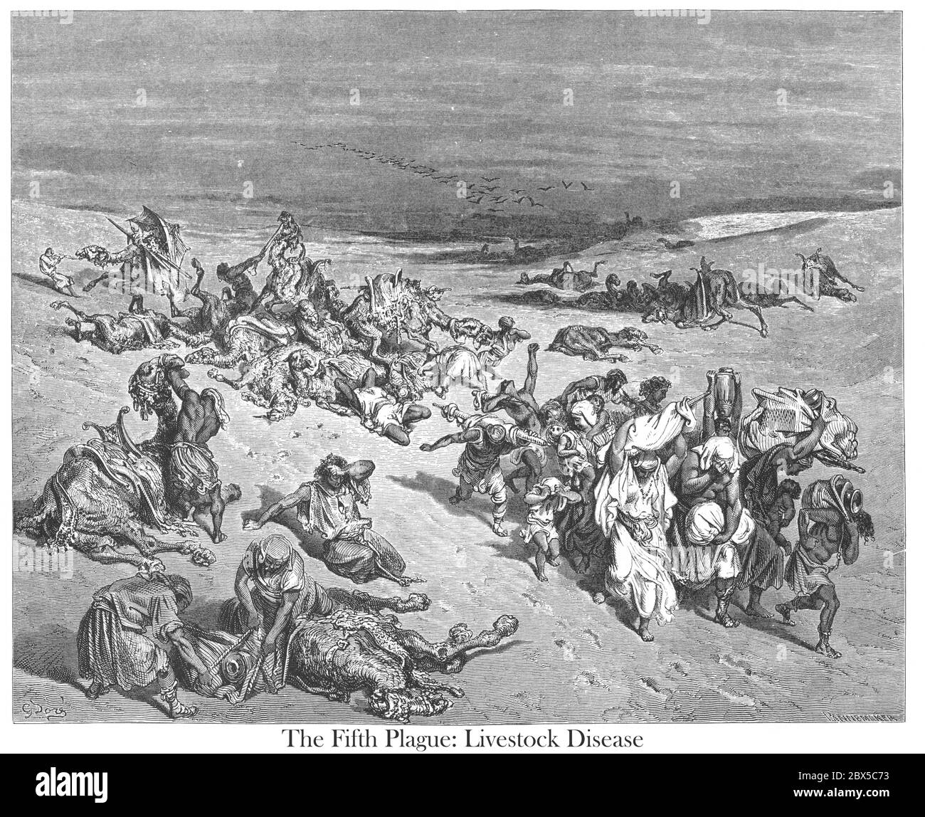 Das Murren der Tiere (oder die fünfte Pest: Viehkrankheit) Exodus 9:2-3 aus dem Buch 'Bibelgalerie' illustriert von Gustave Dore mit Erinnerungen an Doré und beschreibende Buchpresse von Talbot W. Chambers D.D. Herausgegeben von Cassell & Company Limited in London und gleichzeitig von Mame in Tours, Frankreich im Jahr 1866 Stockfoto