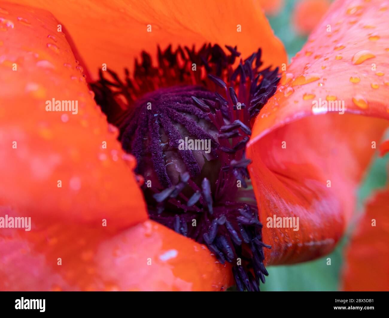 Makro Mohn Blume im Inneren mit Regentropfen darauf. Stock Foto. Stockfoto