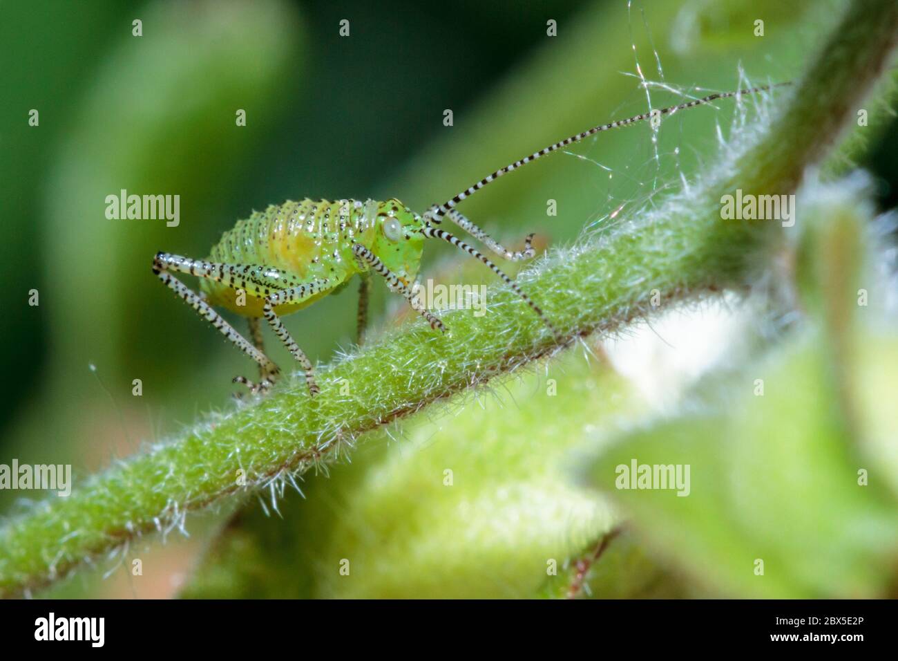 Gesprenkelte Busch-Cricket-Nymphe (Leptophyes punctatissima) Sussex Garden, Großbritannien Stockfoto