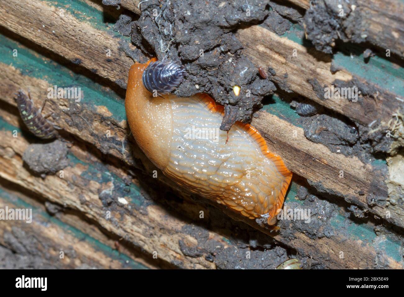 Arion ater slug, Sussex Garden, Großbritannien Stockfoto