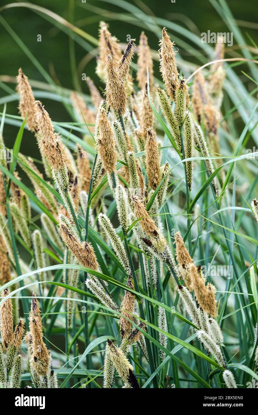 Carex vesicaria blühende Blister Sedge Grass Stockfoto