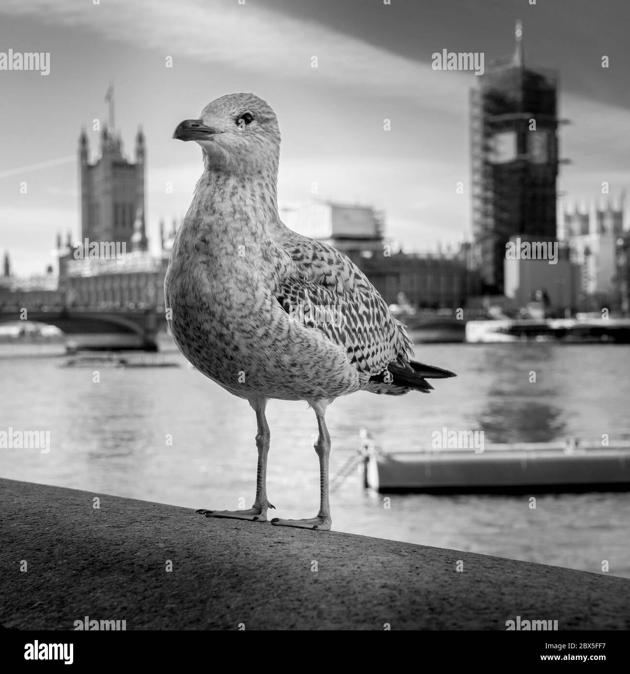 Junge Möwe in der Nähe der Themse in der City of London, England. Stockfoto