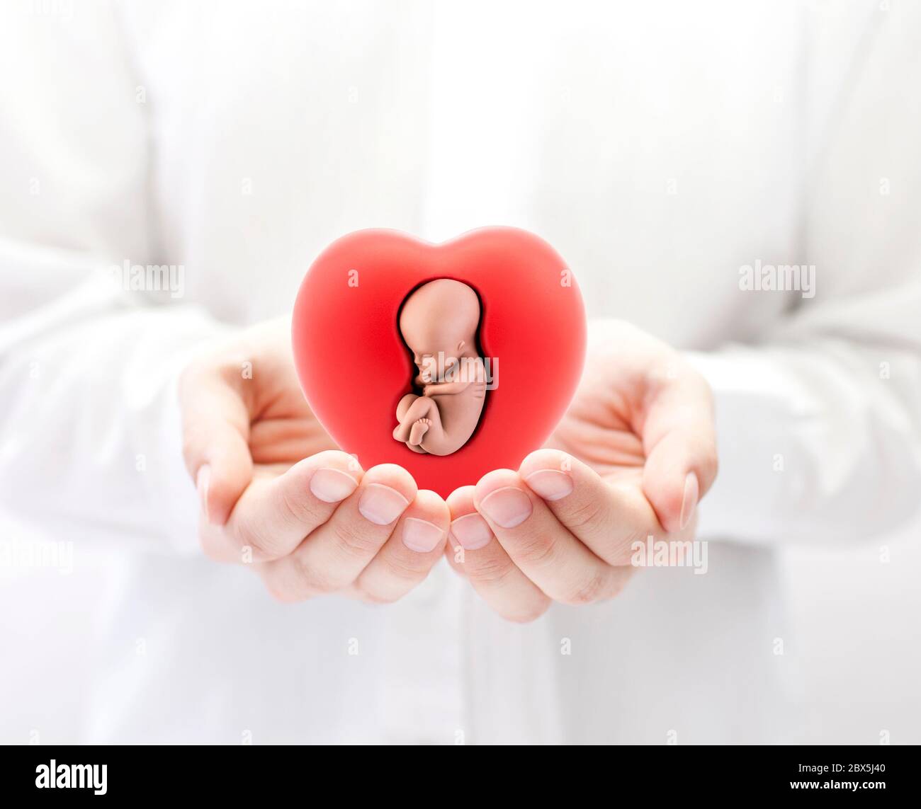 Menschlicher Embryo im roten Herzen an den Händen Stockfoto