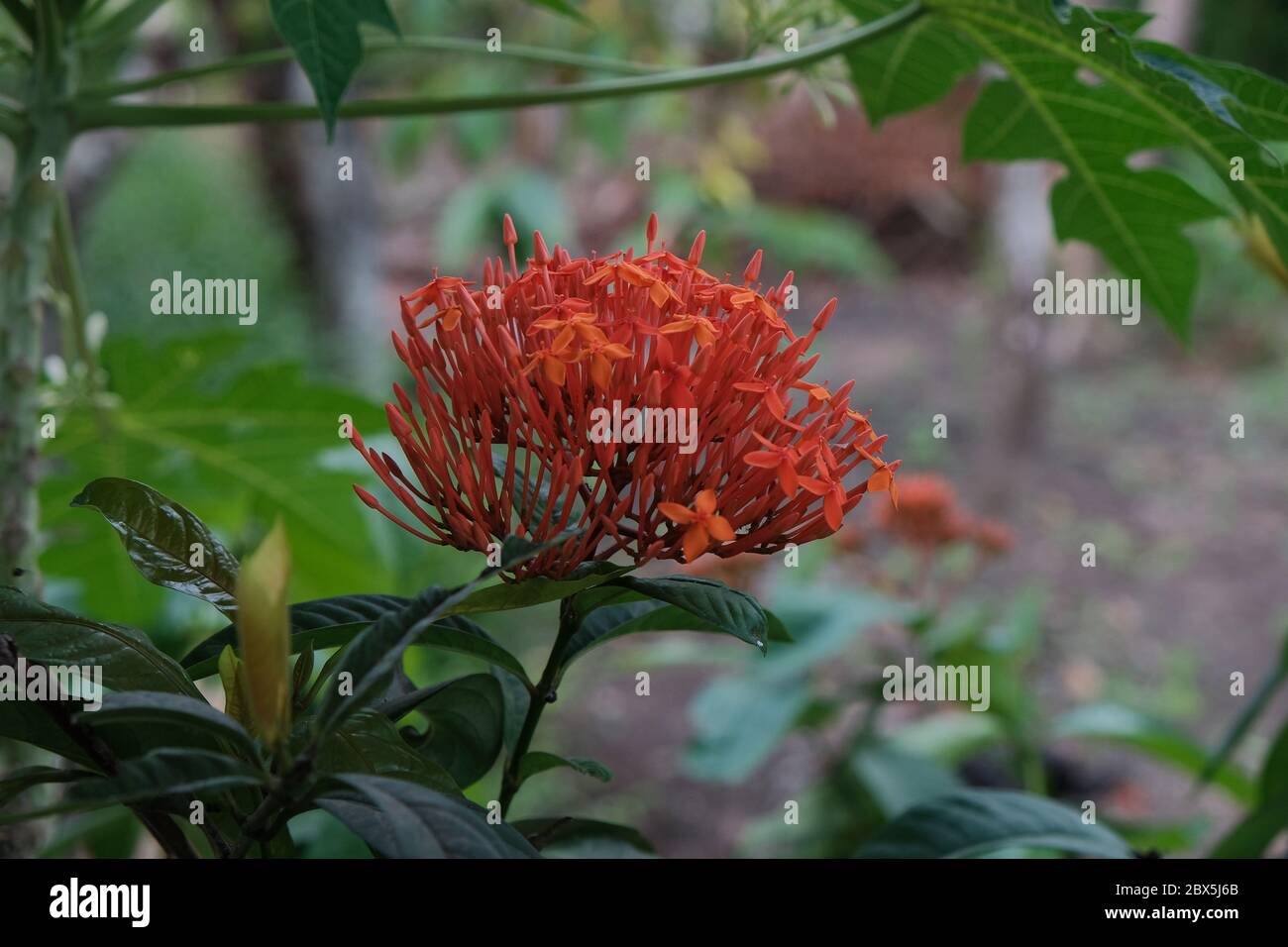 Ixora ist eine Gattung von blühenden Pflanzen aus der Familie Rubiaceae. Stockfoto