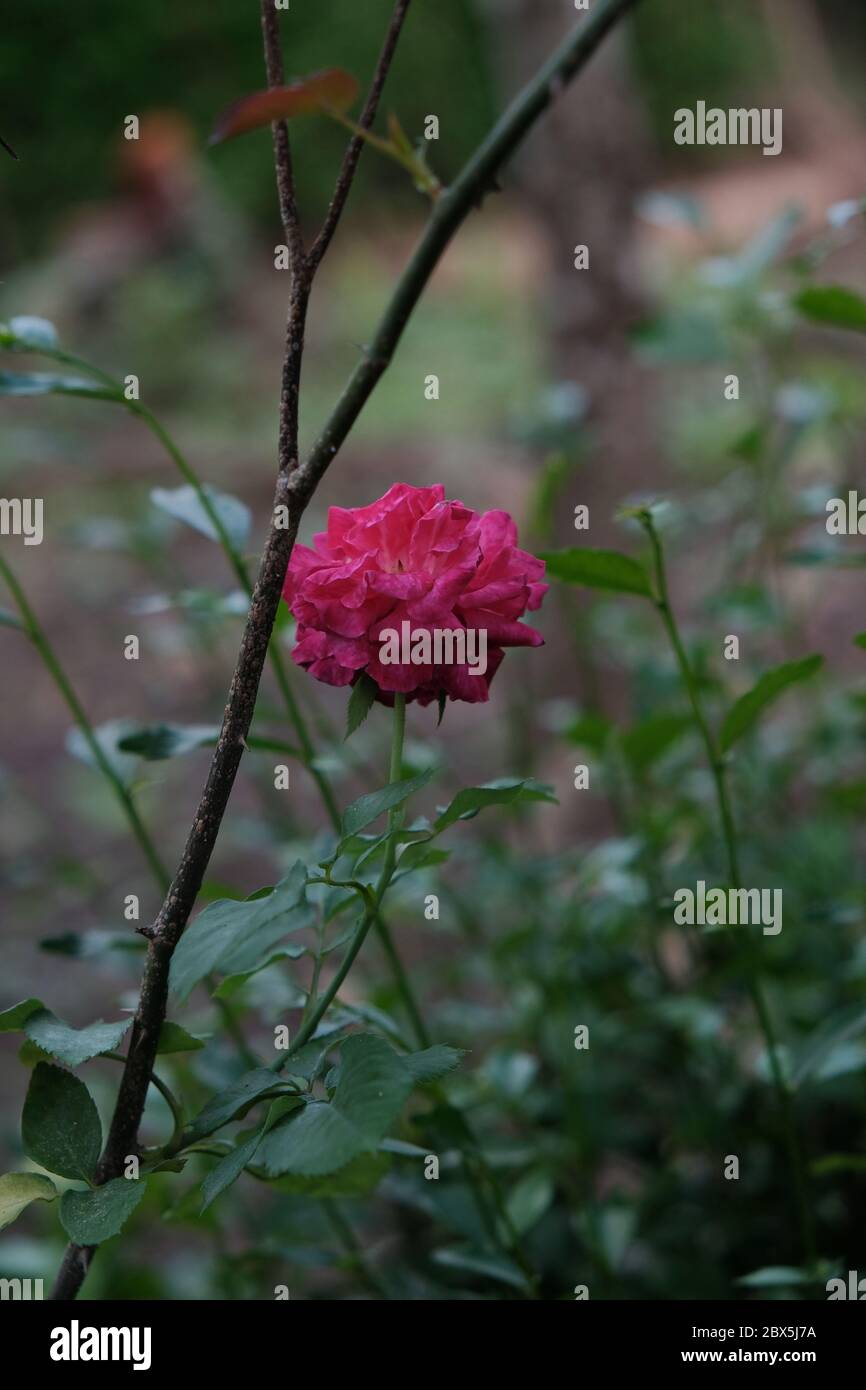 Die Schönheit der Rosen, die wild wachsen natürlich im Garten Stockfoto