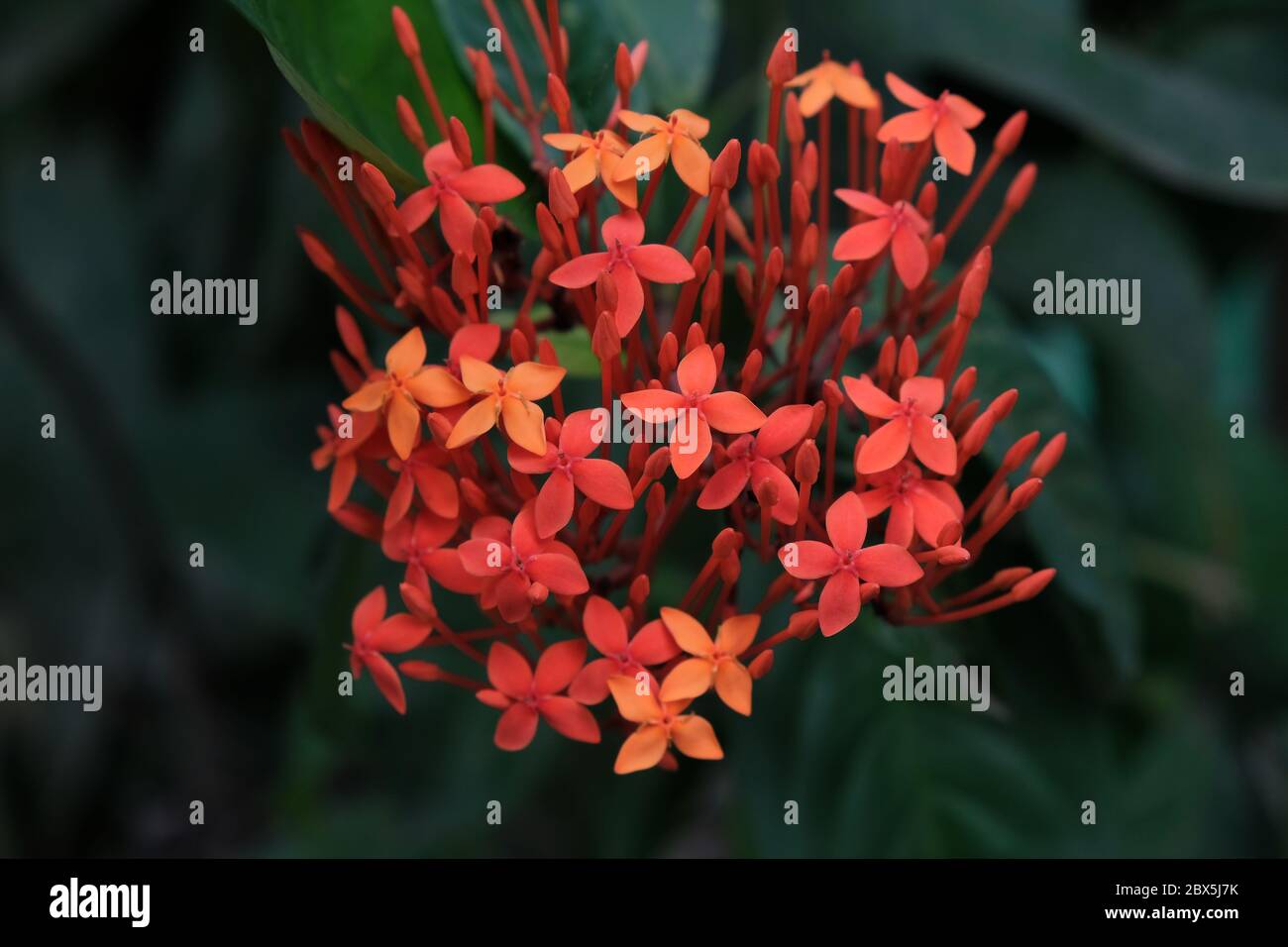 Ixora ist eine Gattung von blühenden Pflanzen aus der Familie Rubiaceae. Stockfoto