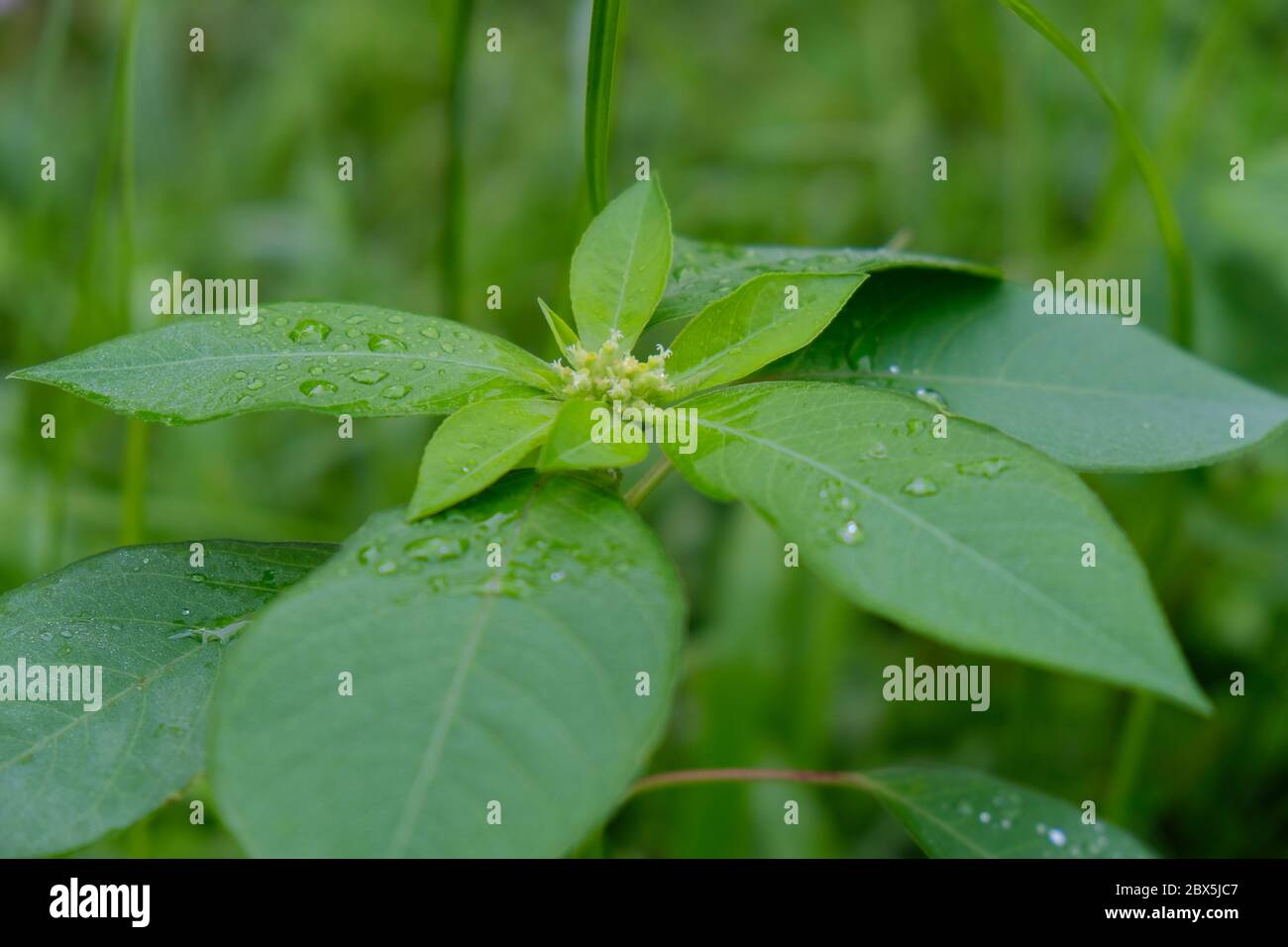 Grüne Blätter von Strauchpflanzen Stockfoto