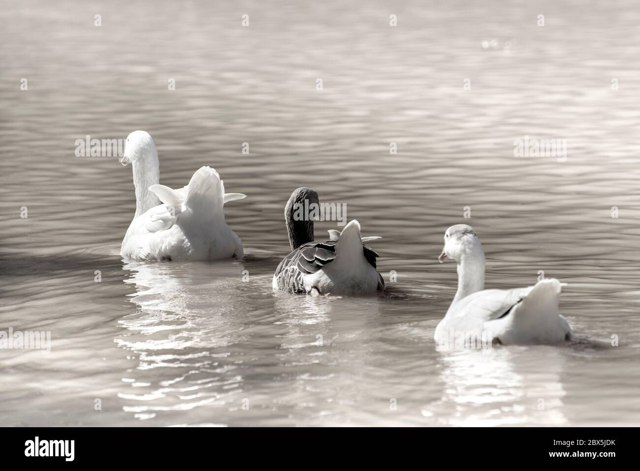 Drei Enten in einer Reihe schwimmen auf einem See Stockfoto