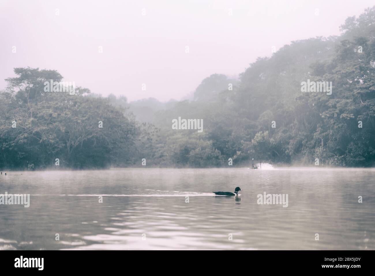 Neblig über dem See Stockfoto