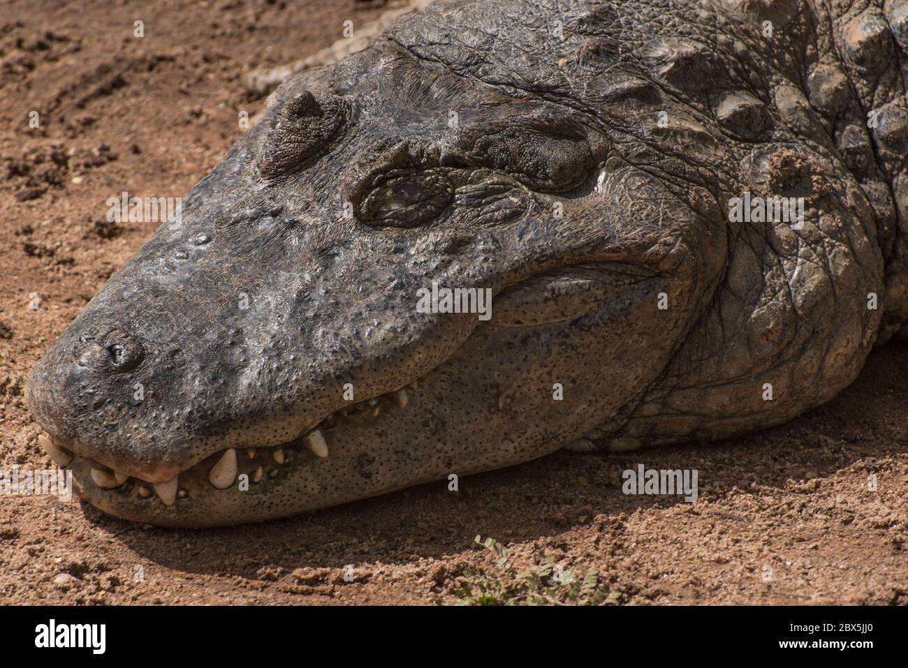 Krokodil Stockfoto