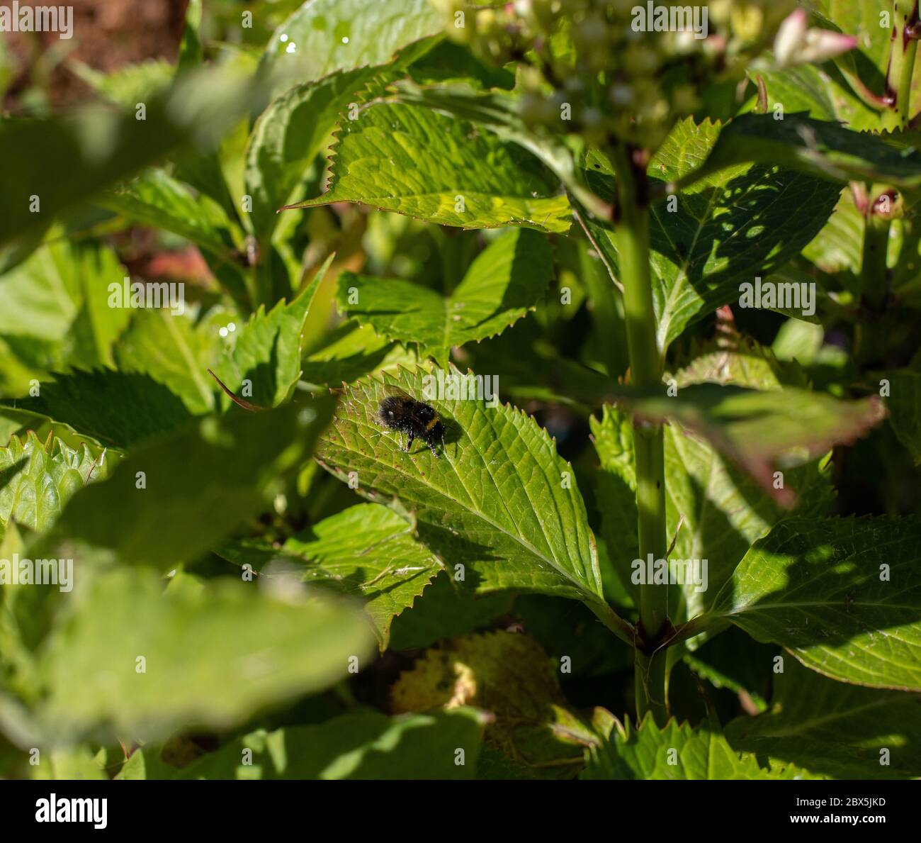 Biene bedeckt in Pollen auf Hortensia Blatt. Stockfoto