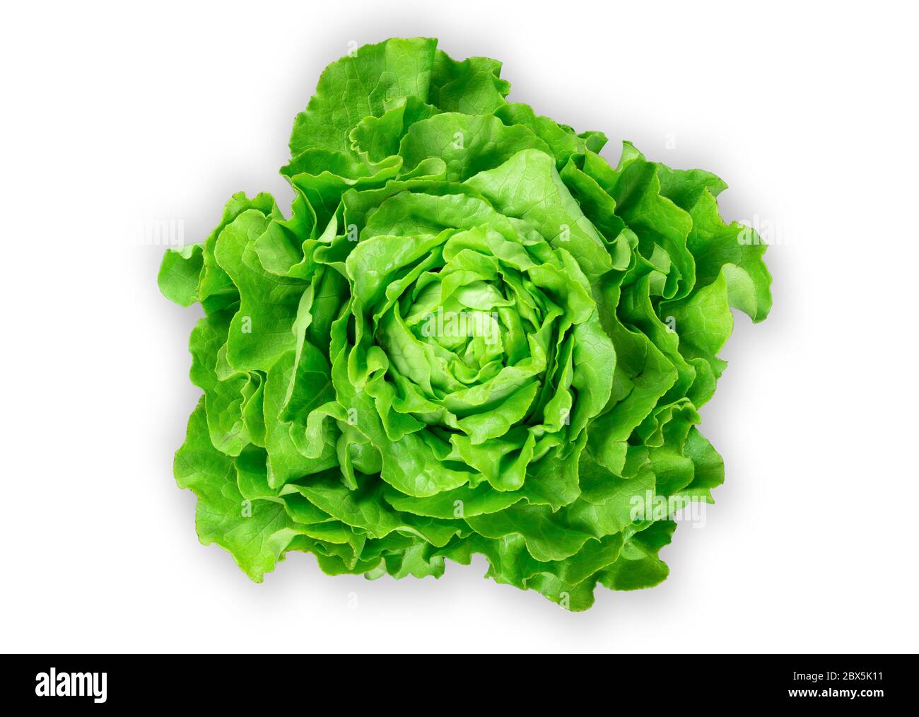 Oben Aufnahme von frischen Bio-Garten Salat isoliert auf weißem Hintergrund Stockfoto