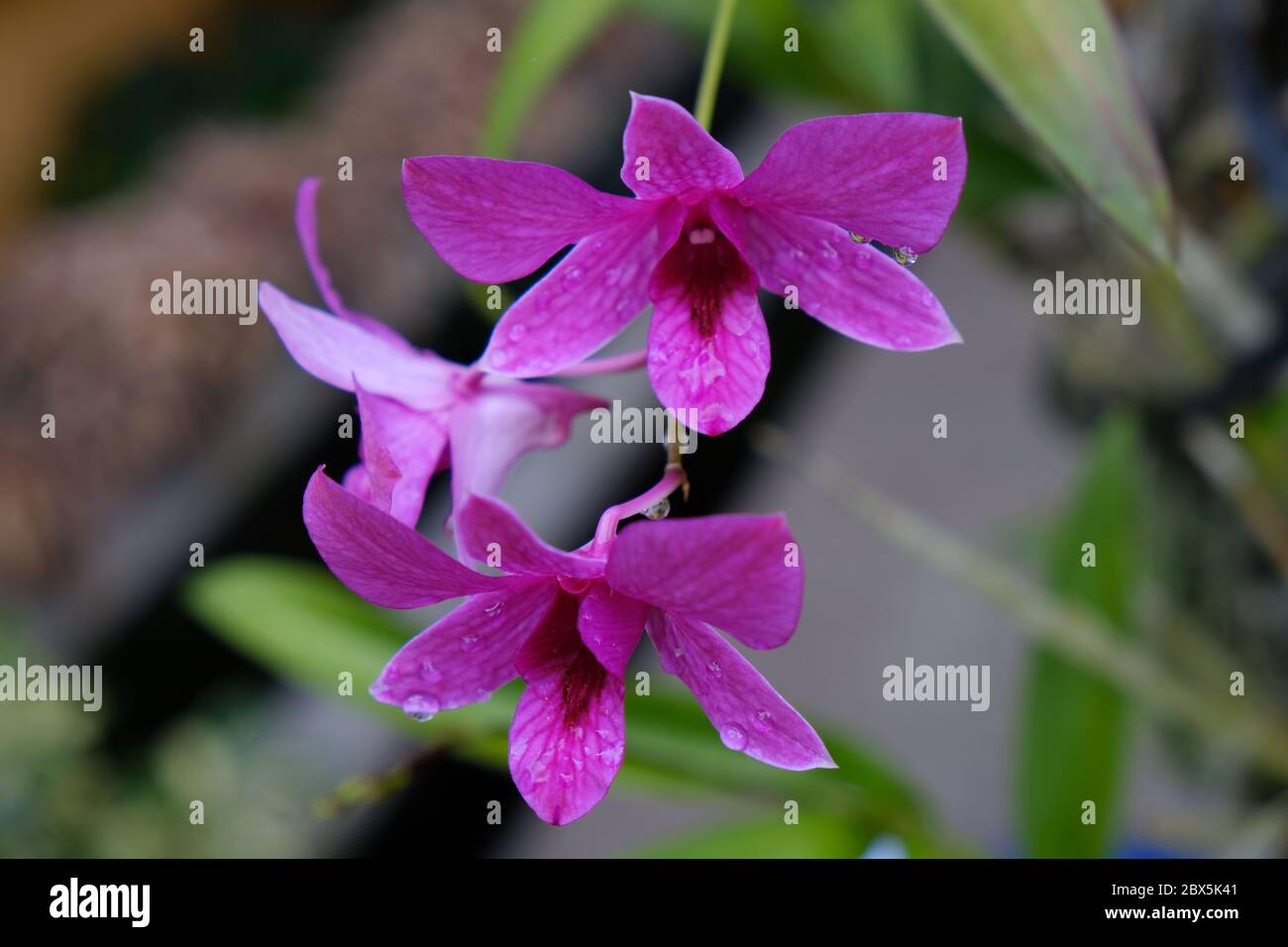 Schöne rosa Orchideenblumen Nahaufnahme. dendrobium Orchidee. Rosa und weiße Orchidee isoliert auf grünem Hintergrund. Orchideenblüte im Garten. Stockfoto