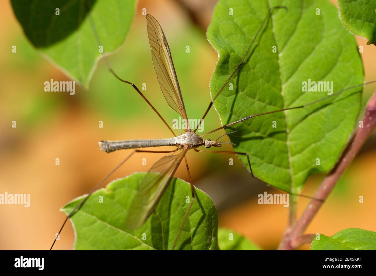 Big Mosquito Stockfoto
