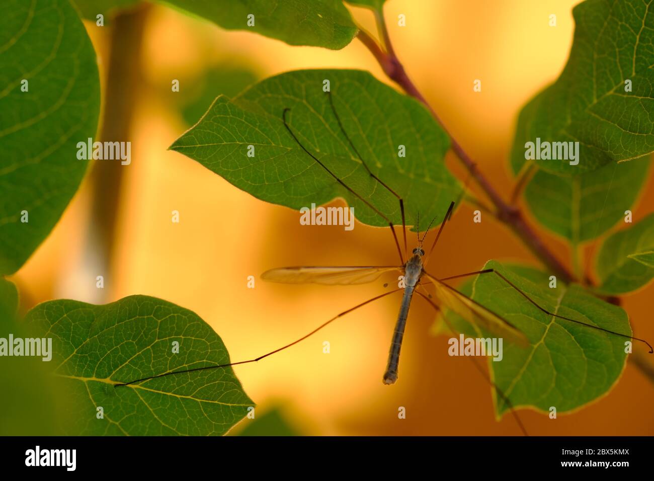 Big Mosquito Stockfoto