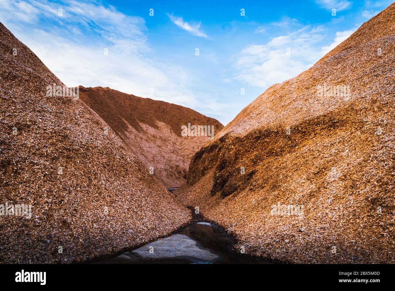 Großer Stapel Holzspäne, die im Hof gelagert werden. Lagerung und Transport von Hackschnitzeln. Stockfoto