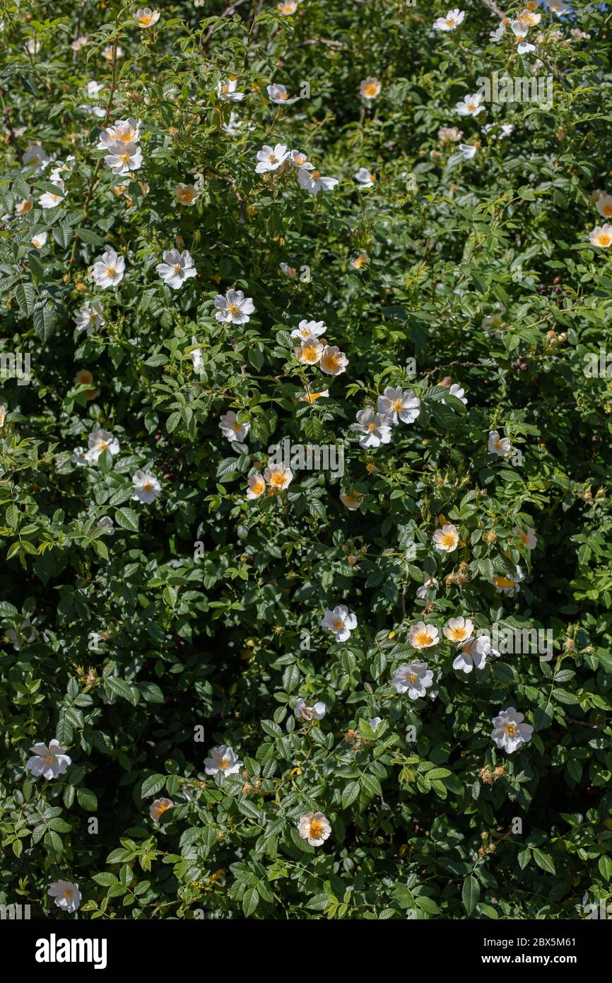 Reichlich Hunderose Blumen Stockfoto