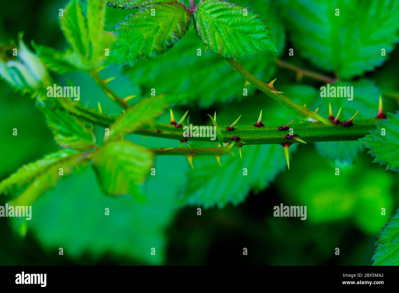 Nahaufnahme des jungen Stiels mit Dornen Stockfoto