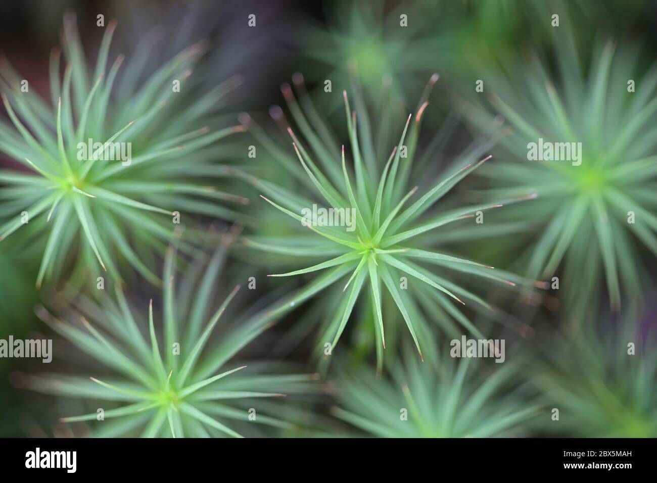 Polytrichum commune, bekannt als gemeines Haarschutzmoos, großes goldenes Frauenhaar oder große Goldlöckchen Stockfoto