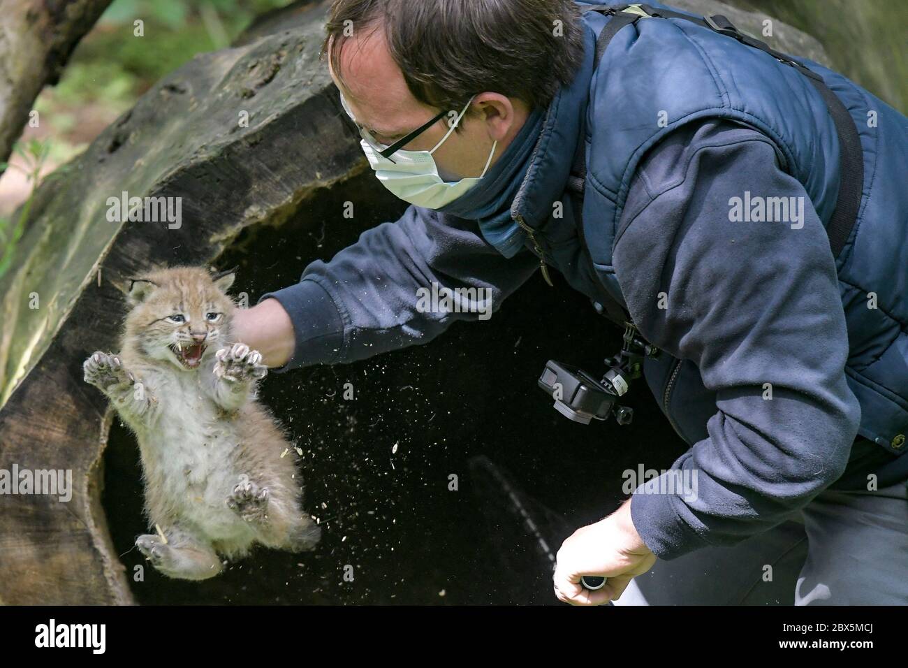 Hamburg, Deutschland. Juni 2020. Tierpfleger Manuel holt mit seinen Händen einen von drei neugeborenen Luchsen aus der Wurfhöhle im Black Mountains Wildlife Park. Nach einer ersten Untersuchung durch den Tierarzt wurde eines der Tiere von Pate und Ex-Fußballer Frings und seinem Sohn auf den Namen 'Rocky' getauft. Quelle: Axel Heimken/dpa/Alamy Live News Stockfoto
