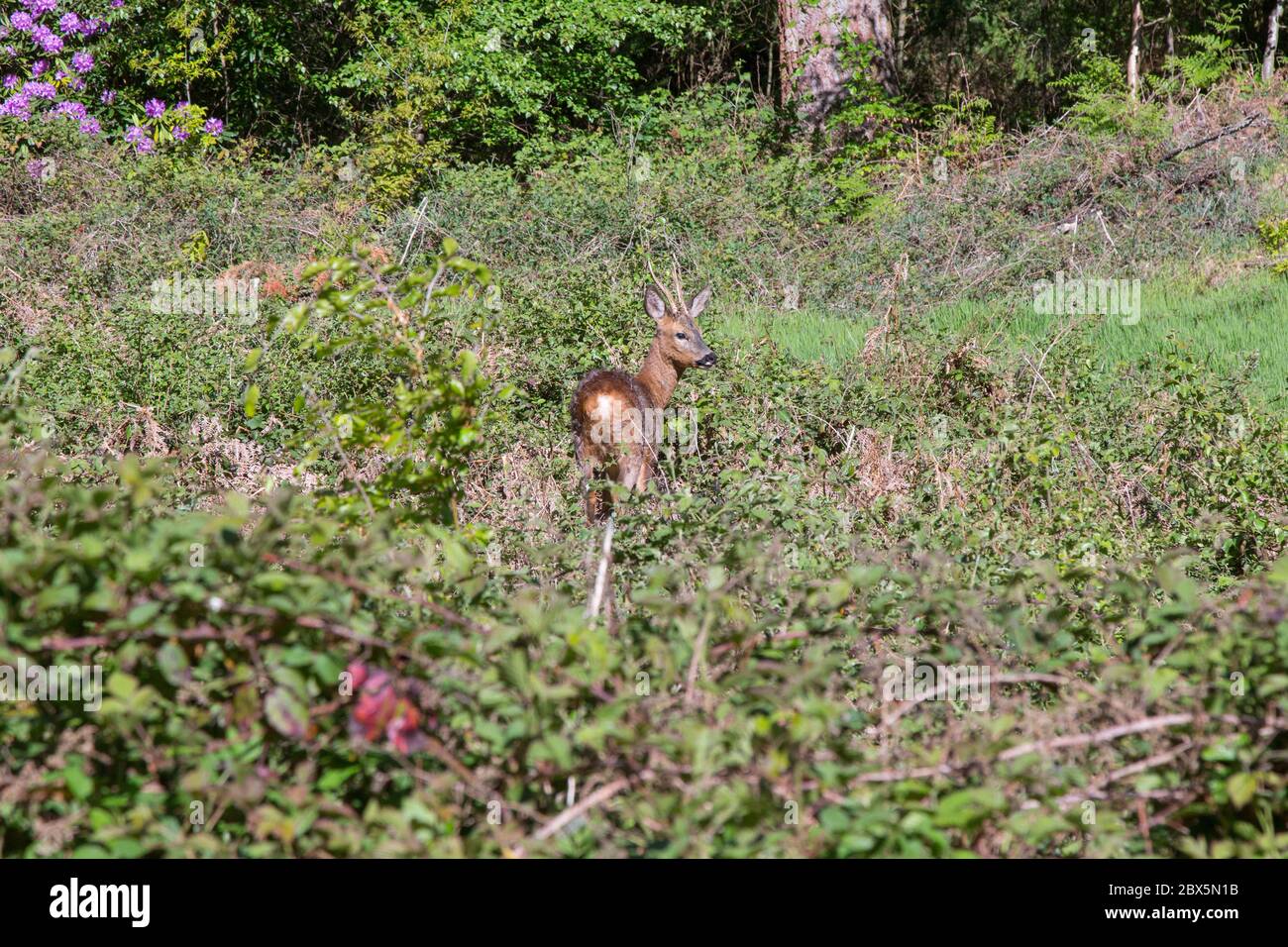 Hirsche in Chawton Park Woods, Medstead, Alton, Hampshire, England, Vereinigtes Königreich. Stockfoto