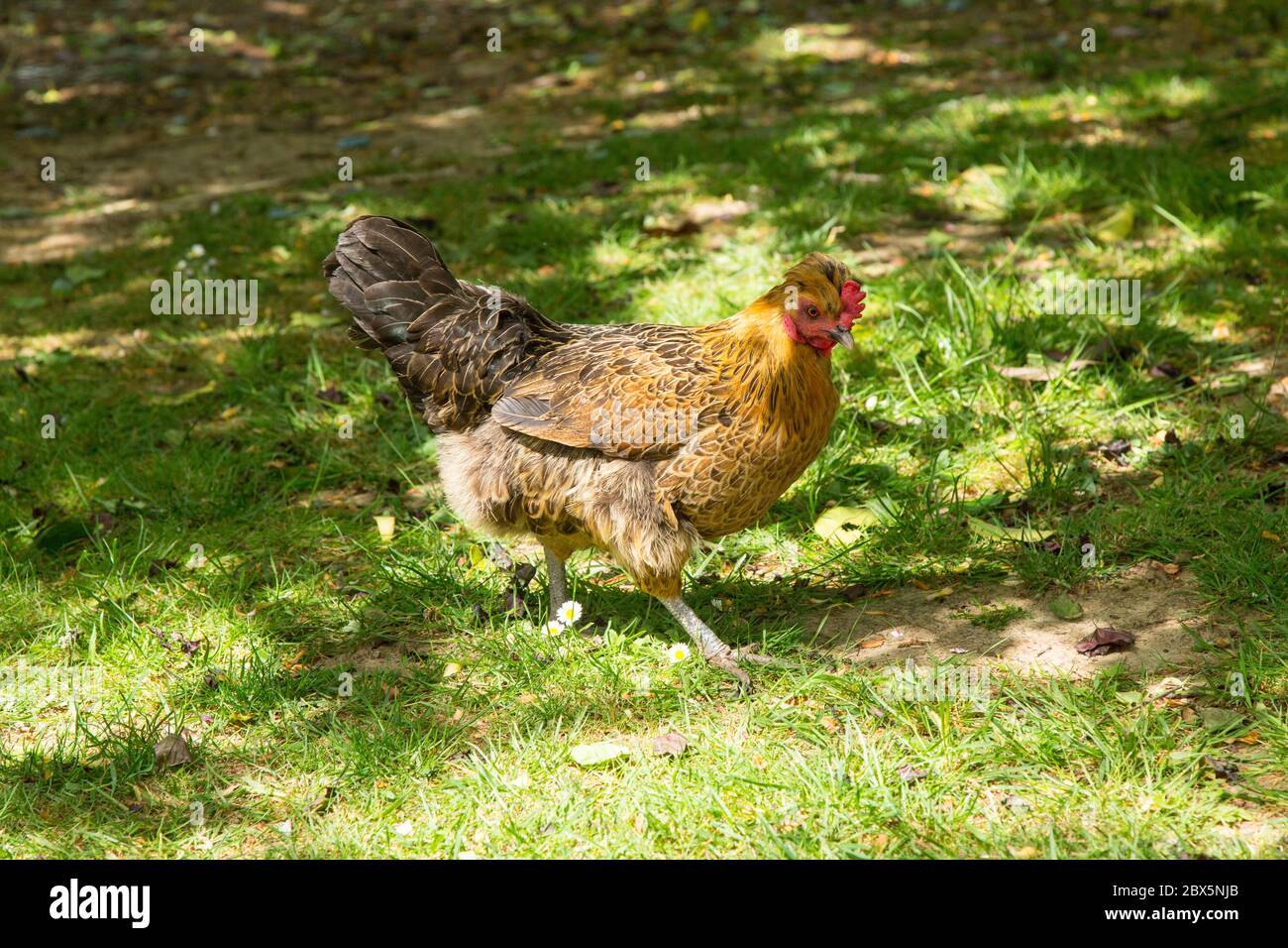 Bantam hen, Medstead, Alton, Hampshire, England, Vereinigtes Königreich. Stockfoto