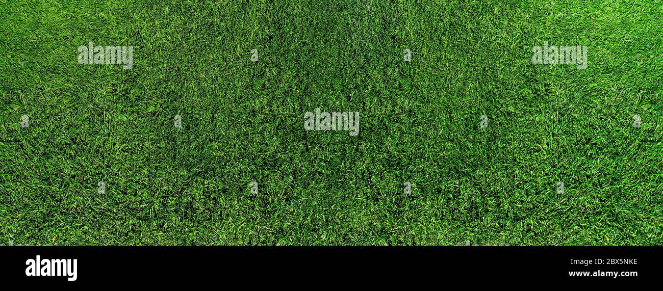 Weit direkt über Schuss von frischem grünem Gras oder Rasen, saftiges Gras Hintergrund Stockfoto