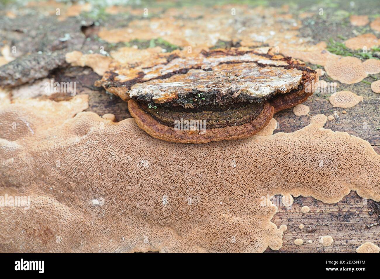 Phellinus viticola, brauner Polypore aus Finnland ohne gebräuchlichen englischen Namen Stockfoto