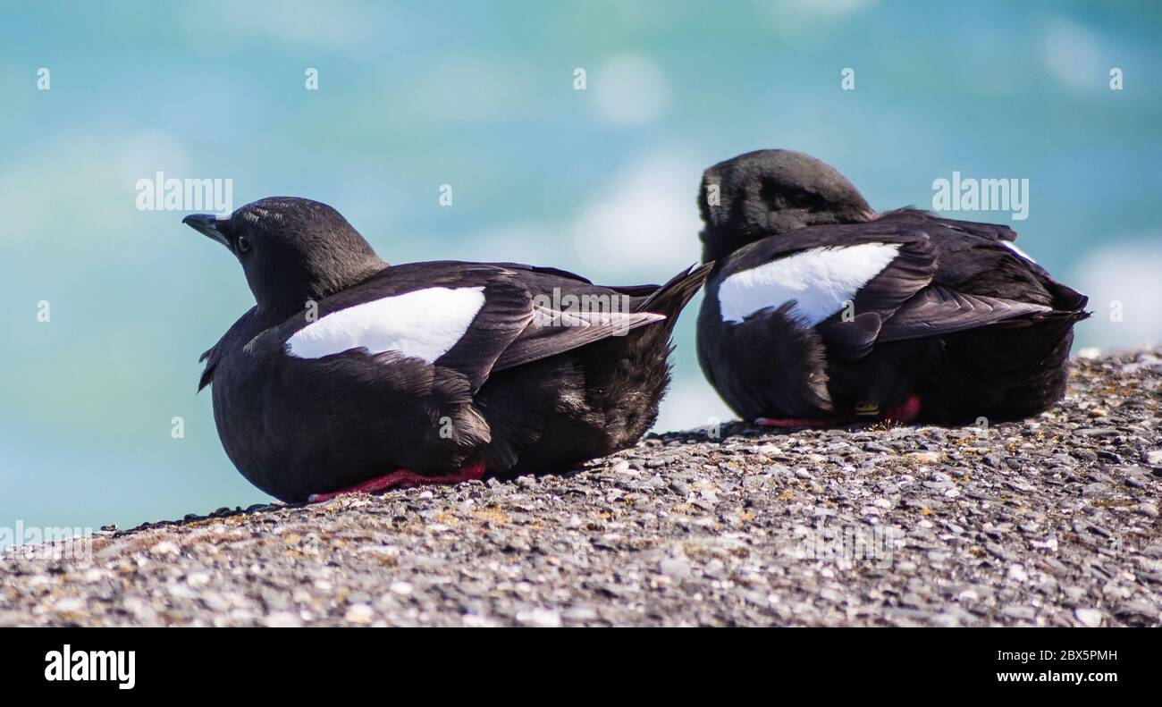 Schwarze Guillemots bei Donaghadee während der Covid 19 Sperrung Stockfoto