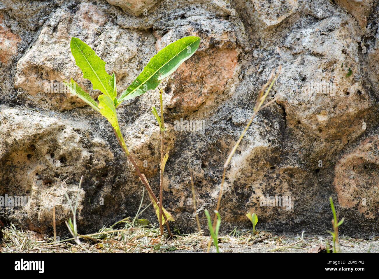 Widerstandsfähige Pflanze wächst zwischen den Rissen im Asphalt, Konzept Stockfoto